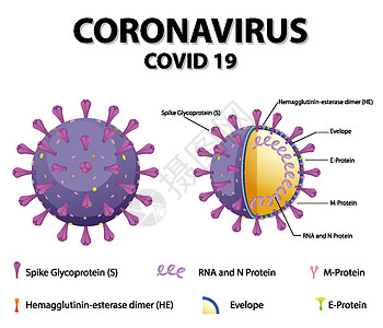 冠状病毒颗粒结构图图表药品基因组肺炎尖刺症状插图死亡状况卡通片图片