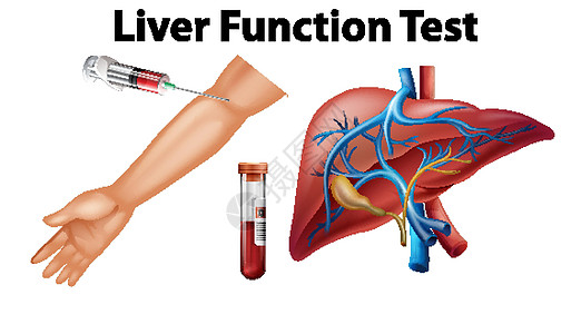 五脏六腑教育用肝功能检测套装设计图片
