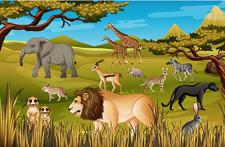 森林场景中的非洲野生动物群土地哺乳动物生物丛林国王团体卡通片野生动物插图生活图片