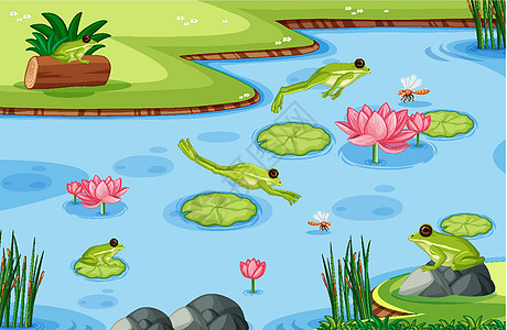 池塘场景中的许多绿色青蛙图片