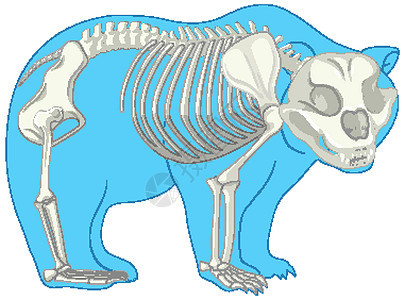 孤立的野熊骨骼解剖动物群生活生物动物学微生物学卡通片科学病理生理器官背景图片