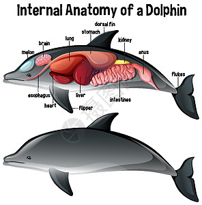 带标签的海豚的内部解剖结构字母卡通片生物动物群食管生物学生理绘画图表微生物学图片