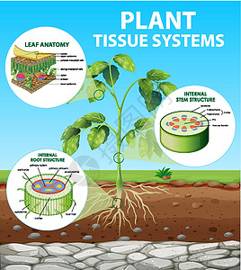 显示植物组织系统的图表中枢车辆学习病理细胞教育解剖学表皮生物学生物图片