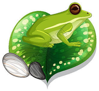 在叶子孤立的一只绿色青蛙图片