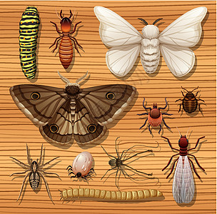 木制壁纸背景上的一组不同昆虫动物异国蟋蟀蜘蛛纺织品收藏包装情调翅膀团体图片