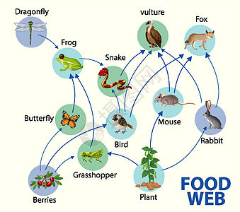 食物链图概念科学哺乳动物思维导图森林动物狐狸图表制作人丛林飞行图片