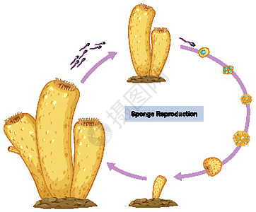 海绵有性生殖图图片