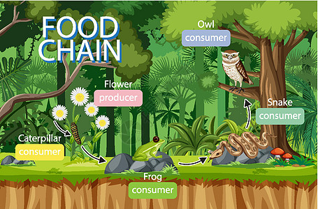 森林背景下的食物链图概念花瓣消费者网络动物园科学丛林动物群卡通片插图制作人图片
