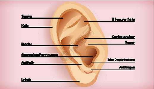 外耳解剖绘画听觉卡通片病理铜锣耳屏插图切口生理艺术图片