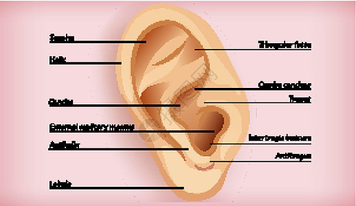 外耳解剖绘画听觉卡通片病理铜锣耳屏插图切口生理艺术背景图片