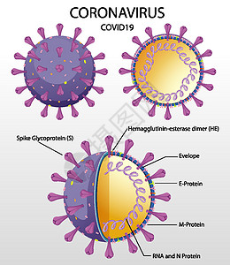 冠状病毒颗粒结构图信息流感染色体粒子插图绘画卡通片尖刺肺炎疾病图片