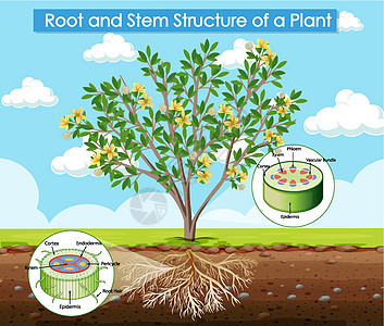 显示计划的根和茎结构的图表运输艺术生活环境教育学习车辆旅行插图生物学图片