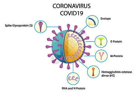冠状病毒颗粒结构图基因组绘画症状图表药品疾病状况粒子流感肺炎图片