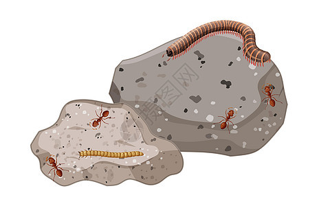 石叶分离物上昆虫和千足虫的顶视图环境蜈蚣卵石插图动物群空白动物卡通片岩石甲虫图片