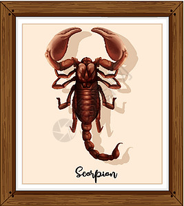 木框上的蝎子图片