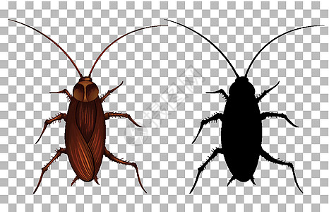 透明背景上的蟑螂教育昆虫学生物漏洞夹子昆虫插图动物群艺术意义图片