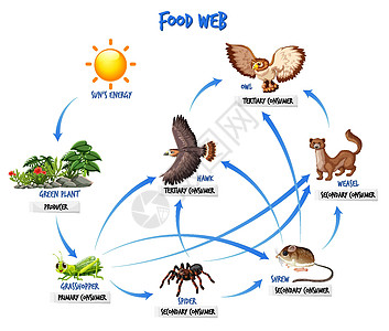 食物链图概念动物学图表网络制作人生物学绘画动物哺乳动物动物园植物图片