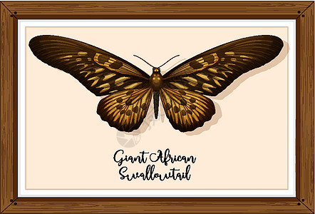 木框上的蝴蝶动物框架昆虫艺术动物群教育卡通片科学昆虫学木头图片