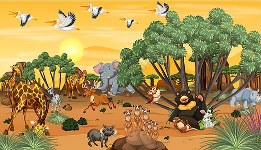 非洲森林景观背景羽毛日出环境航班辉光翅膀飞行哺乳动物日落风景图片