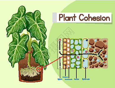 显示植物内聚力的图表生活生理科学卡通片吸引力生物学绘画插图夹子细胞背景图片