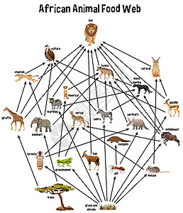 白色背景上的非洲动物食物网国王收藏科学教育团体环境灌木丛林植物哺乳动物图片