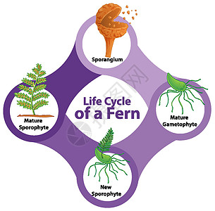 蕨类植物的生命周期图片