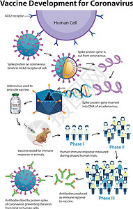 冠状病毒疫苗开发图片