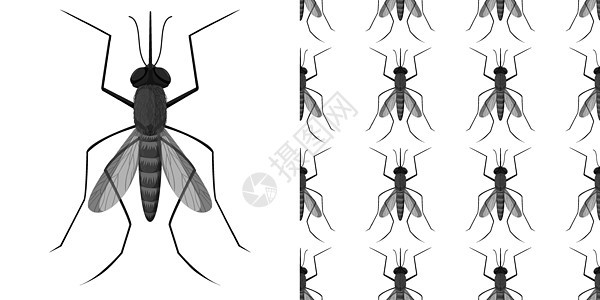 孤立在白色背景和无缝钢管上的蚊子昆虫生理科学插图飞行包装甲虫卡通片学习解剖学意义图片