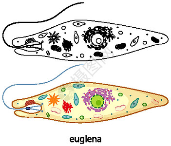 裸藻的颜色和白色背景上的涂鸦环境草图鞭毛生物细胞学习细菌绘画素描教育图片