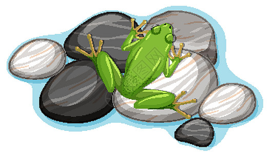 在白色背景上孤立的石头上的青蛙的顶部视图图片