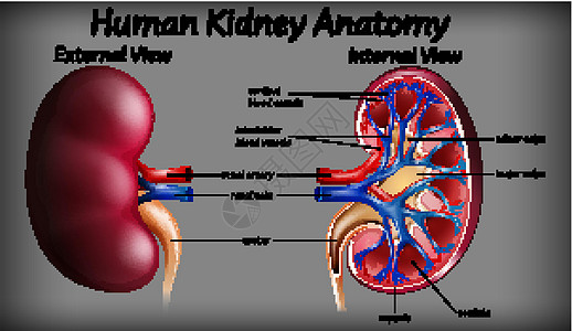 医学人体肾脏解剖插图女性解剖学健康生活病理静脉花萼生理绘画图片