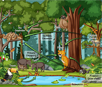显示热带雨林食物网的图表生活森林荒野卡通片热带动物哺乳动物学习生物学教育图片