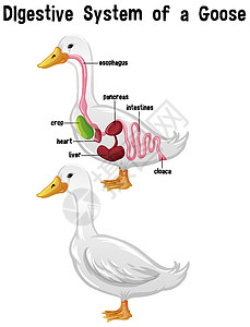 带标签的鹅的内部解剖图片