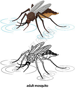 彩色蚊子和白色背景上的涂鸦漏洞卡通片情调动物群生物学插图生物艺术小路动物图片