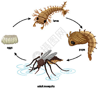 在白色背景上显示蚊子生命周期的图表绘画动物群漏洞运输生活幼虫卡通片自行车蚊科科学图片
