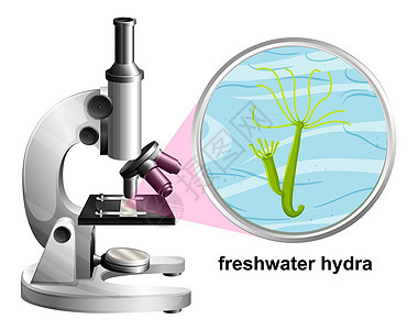 白色背景淡水水螅解剖结构显微镜图片