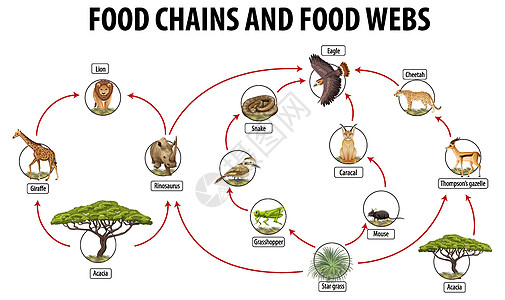 食物网和食物链图的生物学教育海报学习生活绘画生物动物科学食草动物群食肉意义图片