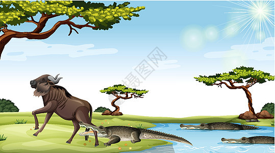 牛羚在稀树草原背景中被鳄鱼吃掉图片