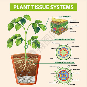 显示植物组织系统的图表生物学生活学习解剖学夹子微生物学运输艺术病理中枢图片