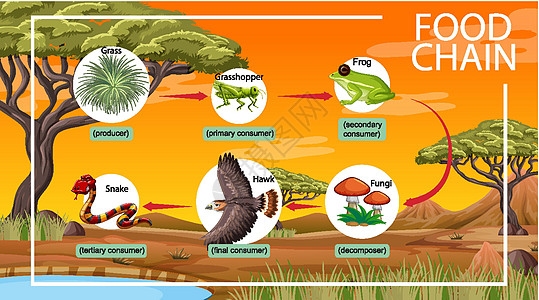 森林背景下的食物链图概念教育荒野生活绘画科学制作人动物学哺乳动物动物热带图片