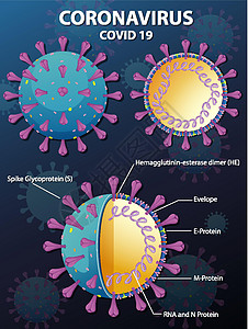 冠状病毒颗粒结构图流感基因组尖刺信息疾病图表致命药品肺炎卡通片图片