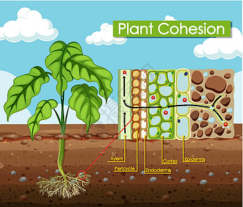 显示植物内聚力的图表生物学旅行木质部表皮卡通片教育皮层生物学习夹子图片