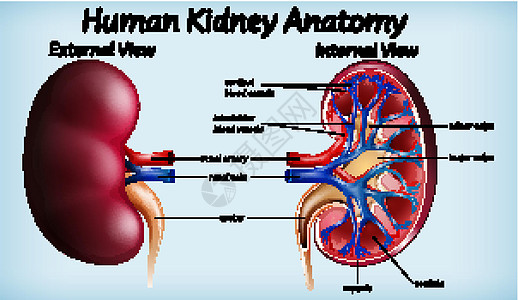 人体肾脏解剖图夹子解剖学病理卡通片药品科学医疗意义插图生理图片