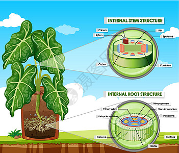 显示茎和根结构的图表夹子皮层微生物学卡通片生活绘画中枢车辆生理剪贴图片