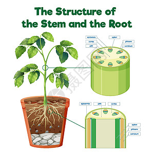 茎和袋鼠的结构运输夹子生物学旅行插图生活车辆病理生理科学图片