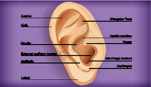 外耳解剖插图切口生理听觉药品鼻道微生物学医疗水舟生物学图片