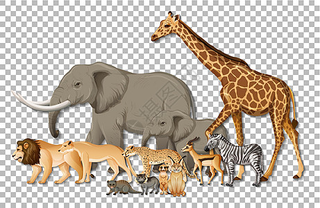 透明背景下的一群非洲野生动物丛林收藏狞猫动物群生活森林艺术动物夹子大草原图片