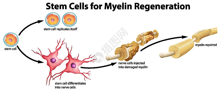 髓磷脂再生干细胞图片