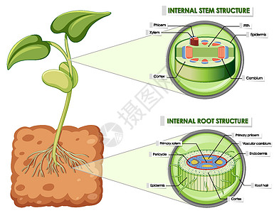 显示茎和根结构的图表卡通片教育生理表皮木质部病理中枢学习生物学旅行图片