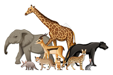 白色背景上的一群非洲野生动物动物卡通片狐狸丛林捕食者生物森林动物群仆人环境图片